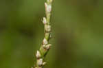 Swamp smartweed